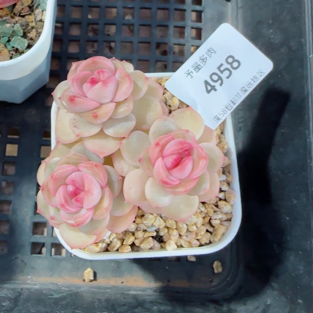 琴心，4958多肉植物