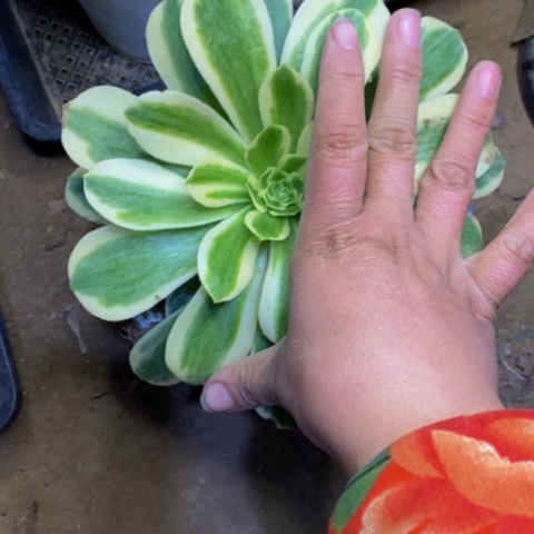 迈巴赫多肉植物5246