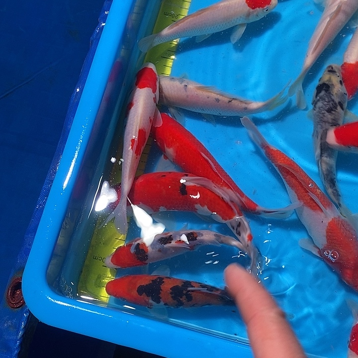 溪***楼锦鲤纯种血统锦鲤鱼