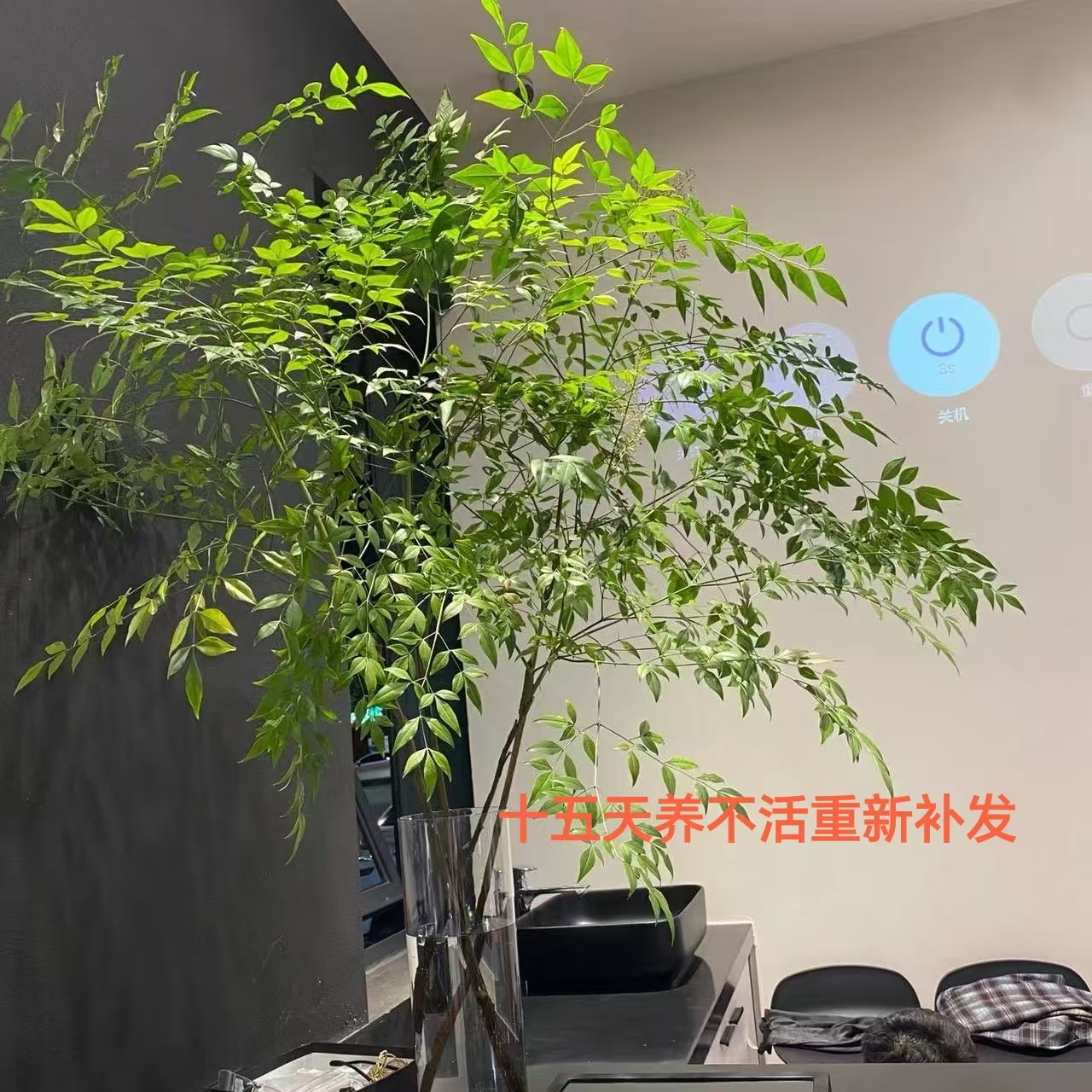 【带根发货】南天竹水培盆栽植物室内客厅好养绿植花卉