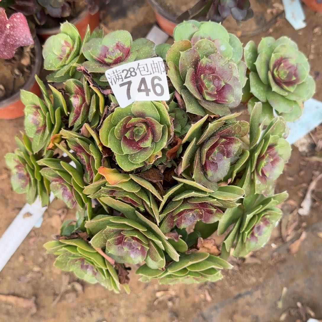 糖心玫瑰多肉746满28包邮断枝不包瑕疵