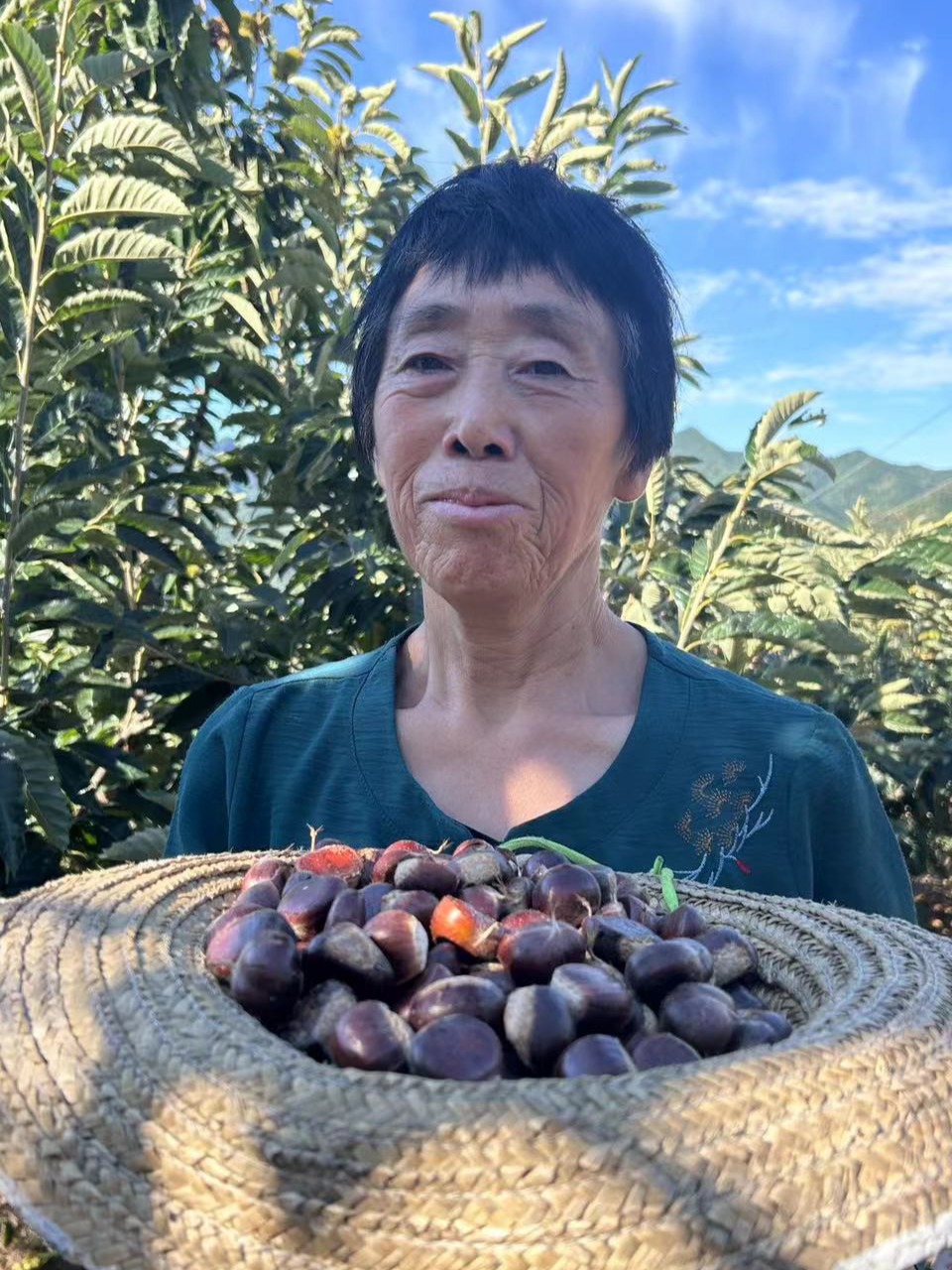 2025新下树山坡地头茬青龙3113农户自销燕山甘栗京东板栗（3113）