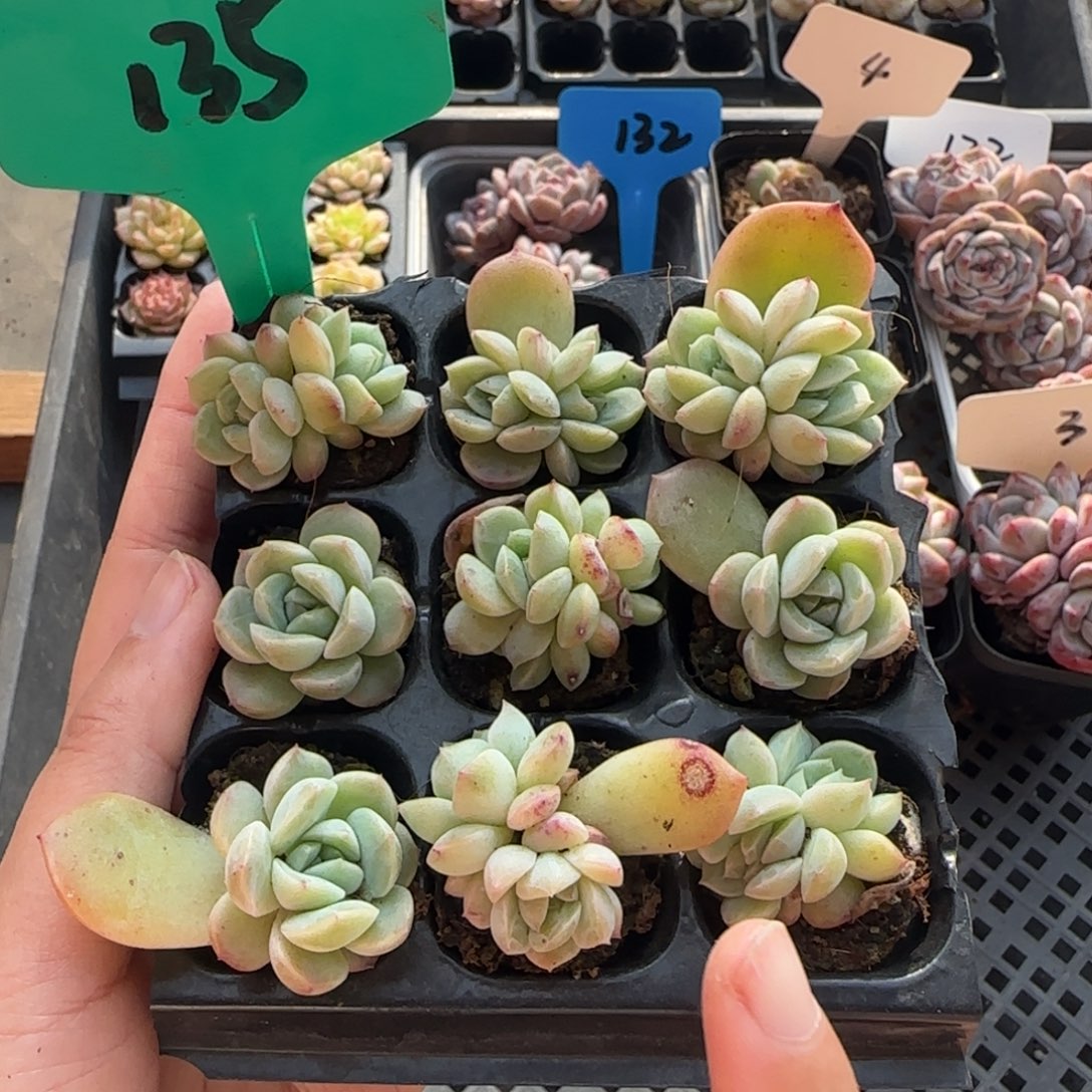 135特干冰哈哈哈哈哈哈