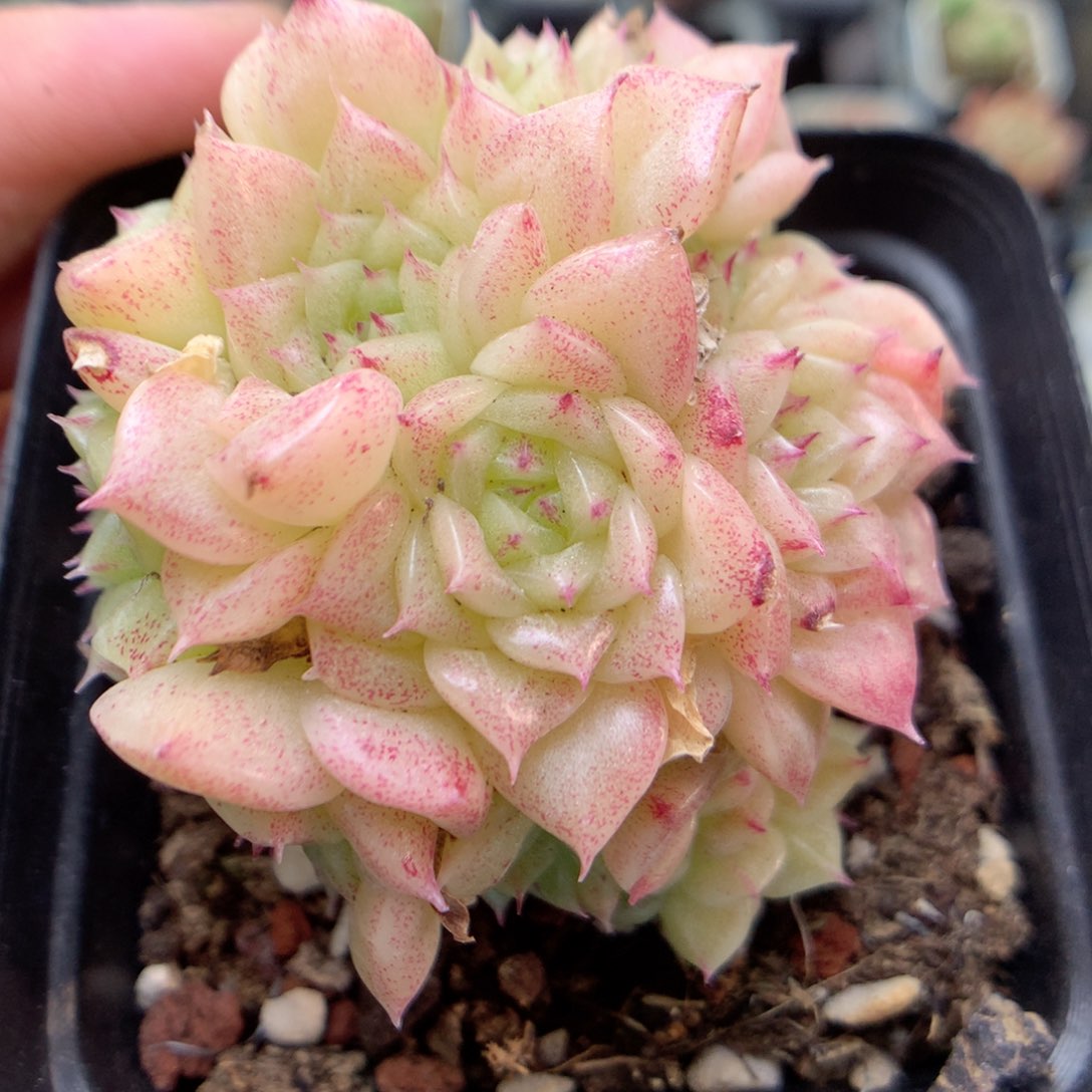 E51 ，柿子多肉20包邮两天凑单