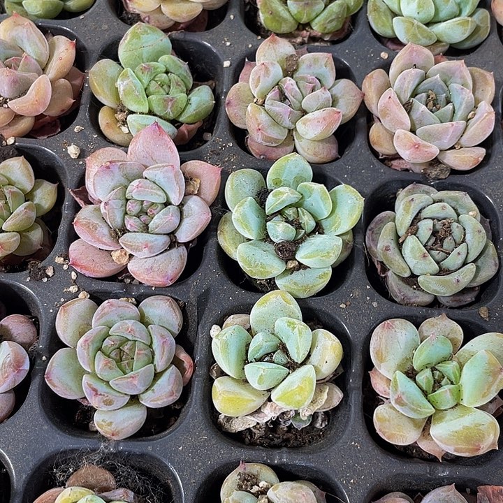 小梦奇杂1元带土发