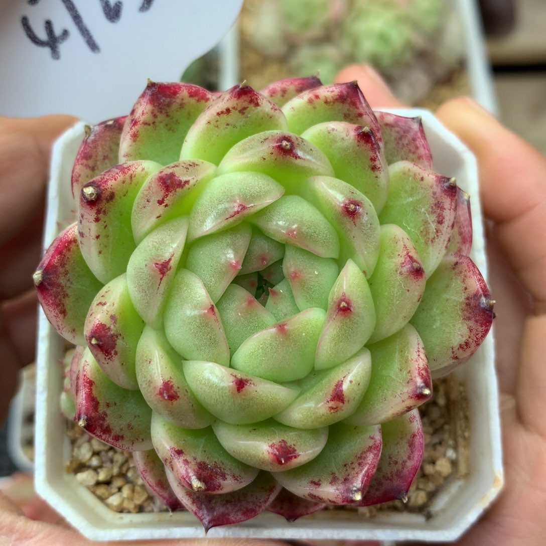 定繁菠萝蜜麦秆4723