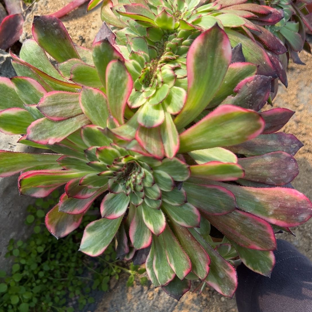 102烟花坠多肉植物