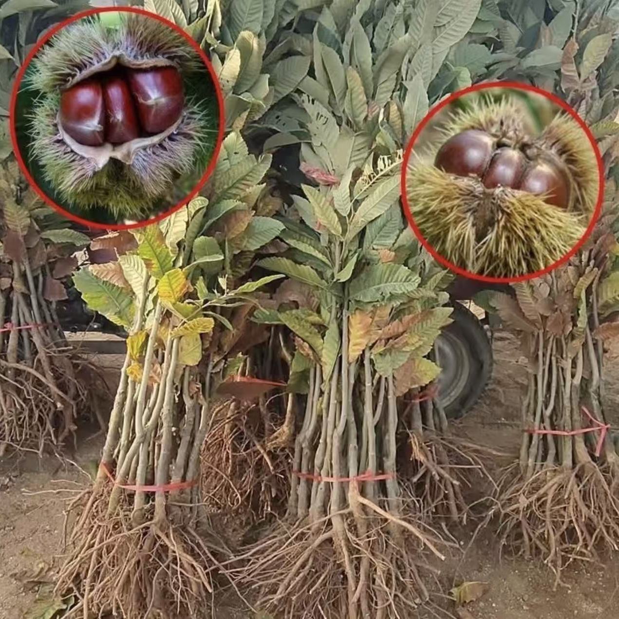 正宗嫁接板栗树苗 大红袍板栗 迁西板栗 锥栗盆栽地栽南方北方种