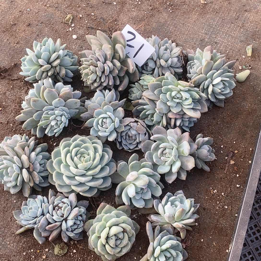 一堆橙梦露多肉21满20包邮