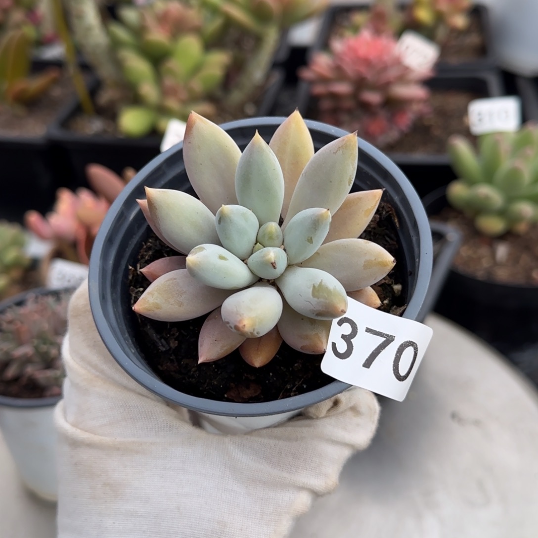 370号一物一拍一物一拍