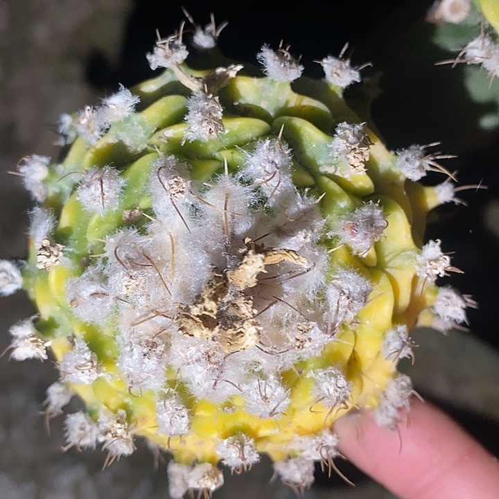 三角接散斑蒂冠锦