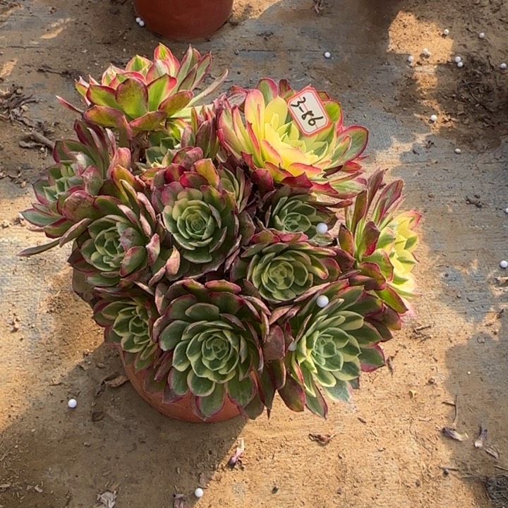 3-86海王处理不售后多肉植物