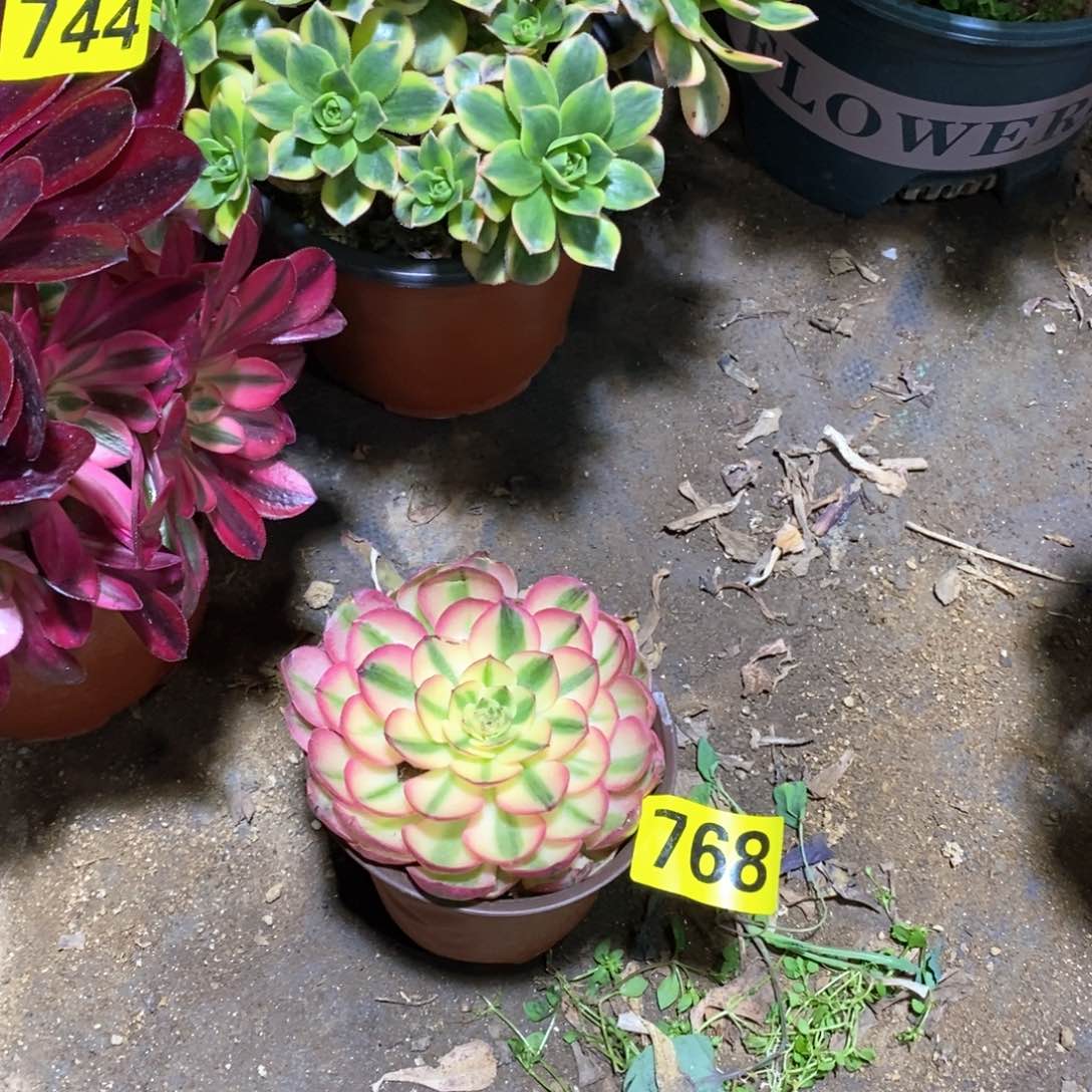 青城多肉法师768