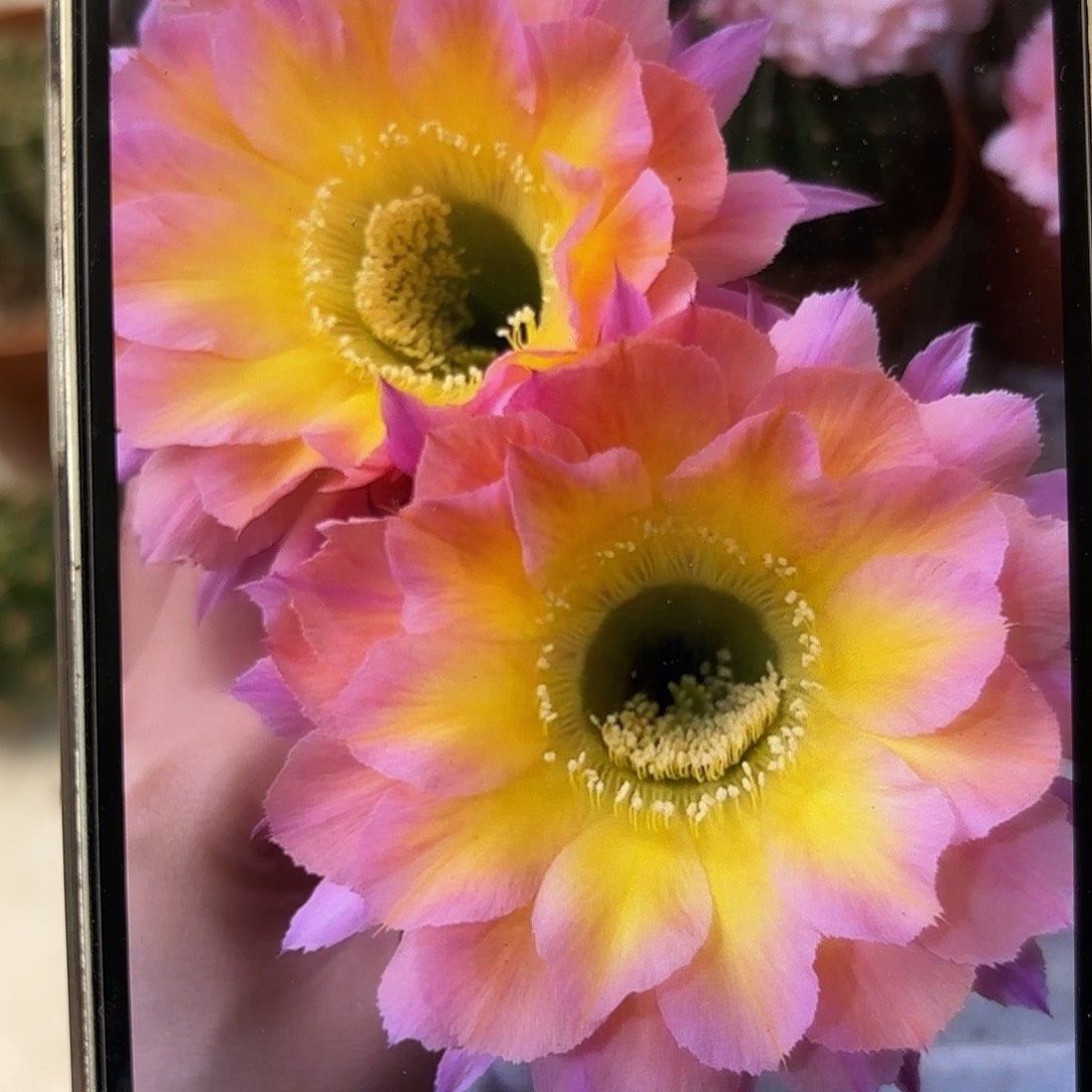 彩草1-65号7-8公分左右