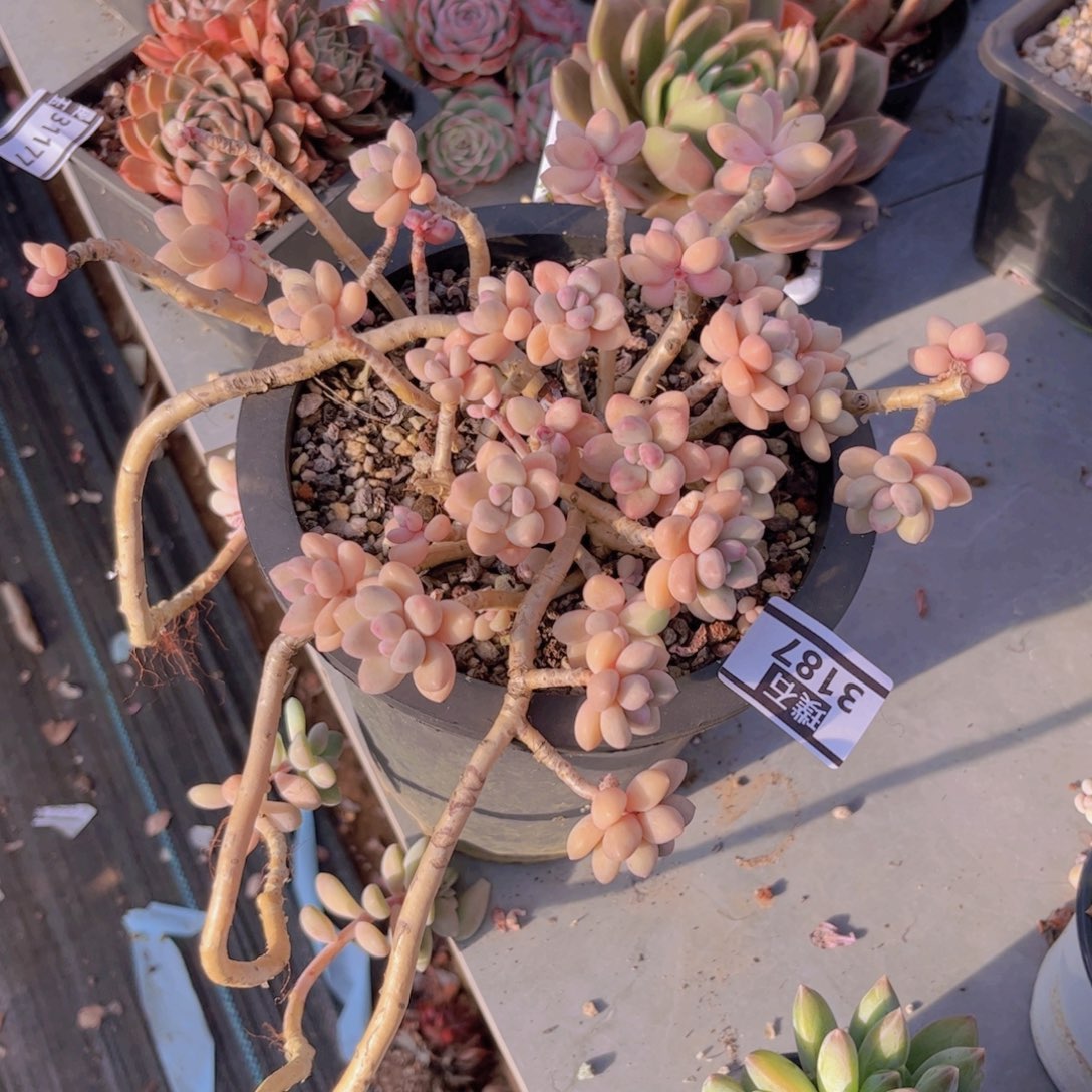 艾桃3187多肉植物