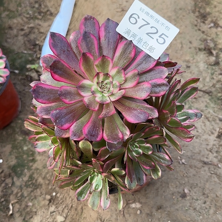 6725红金刚多肉植物