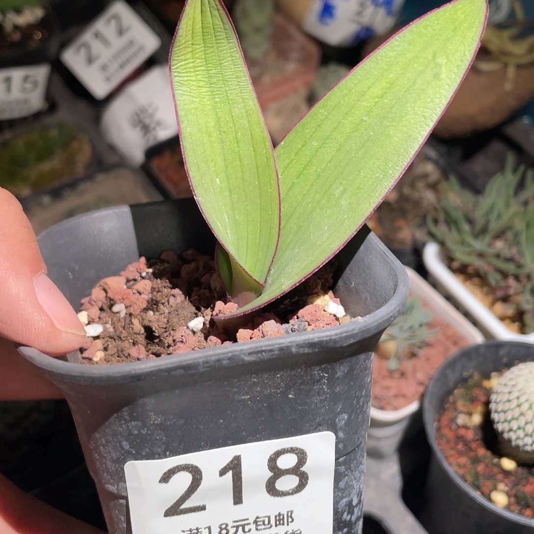 218红边立金花（满18元包邮）