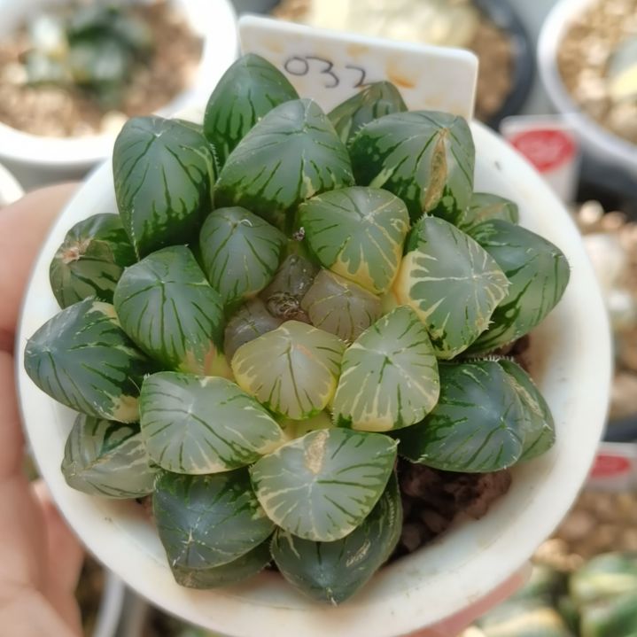 032号龙爪巨大款一物一拍带盆土发货