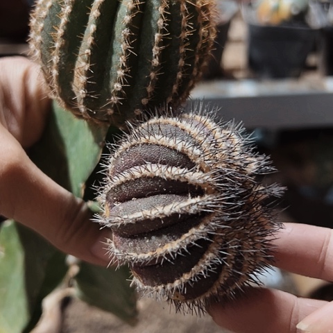 834两个枕木软了瑕疵