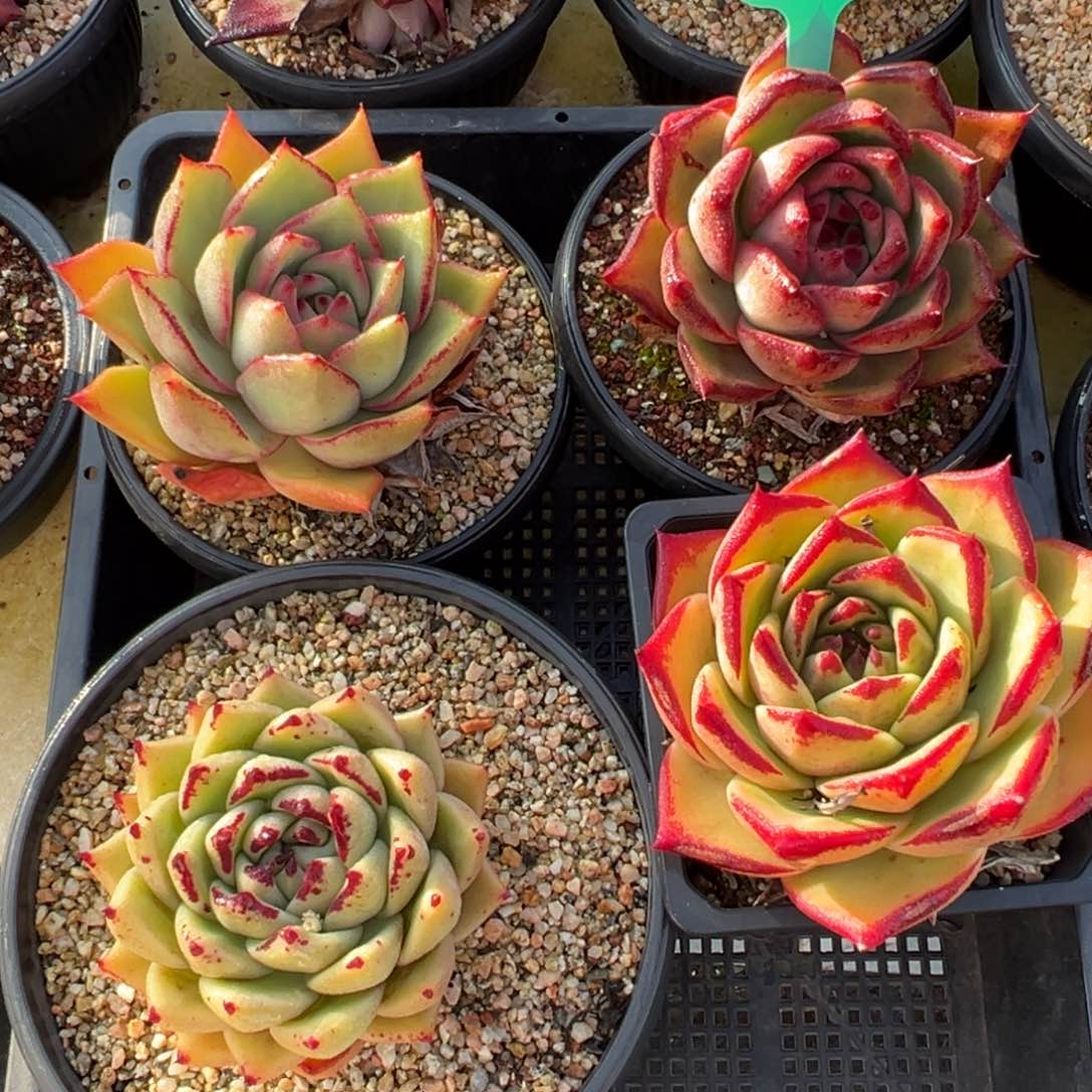 从前慢多肉精选编号0113.22