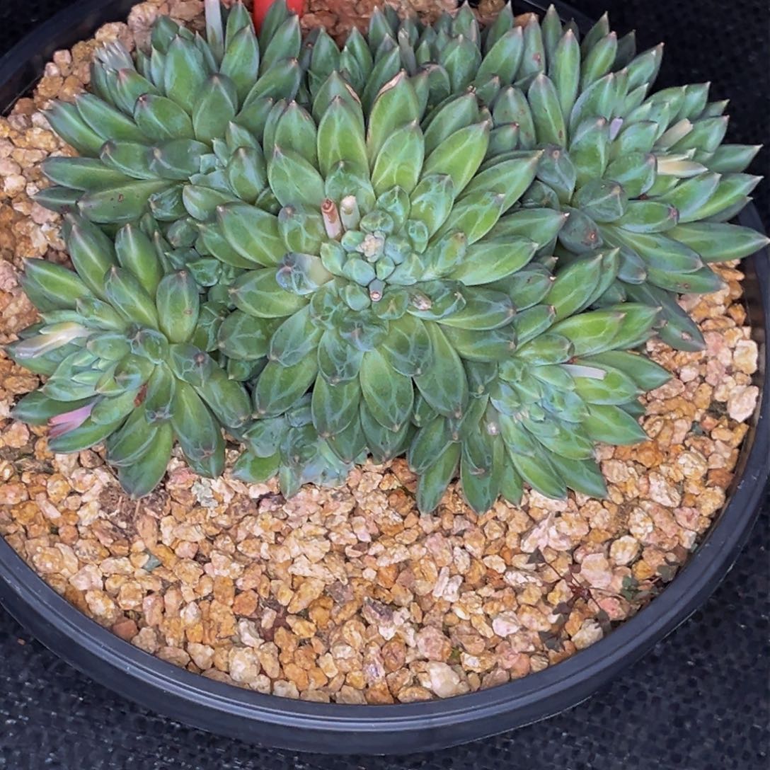 2504号晚上多肉植物群生