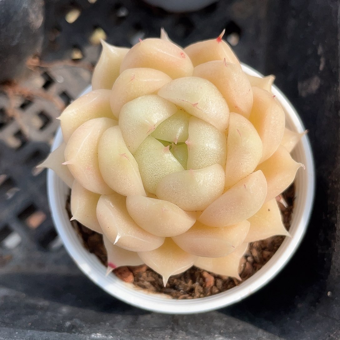 优选麦秆福利8662