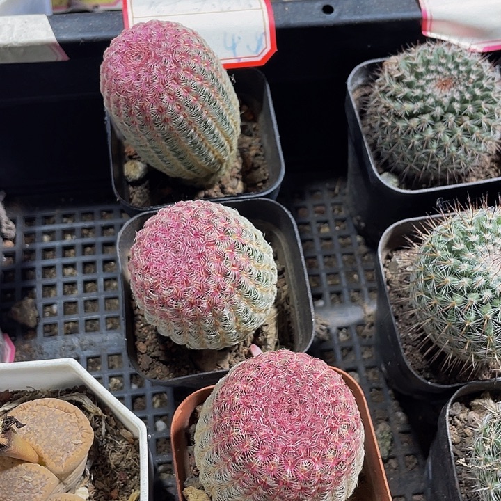 红太阳带盆土发货