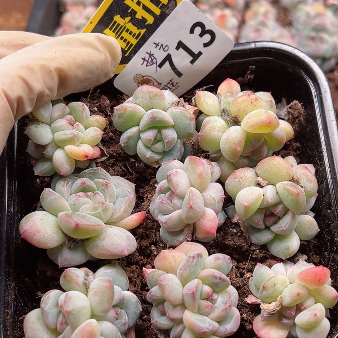 多肉植物多肉植物