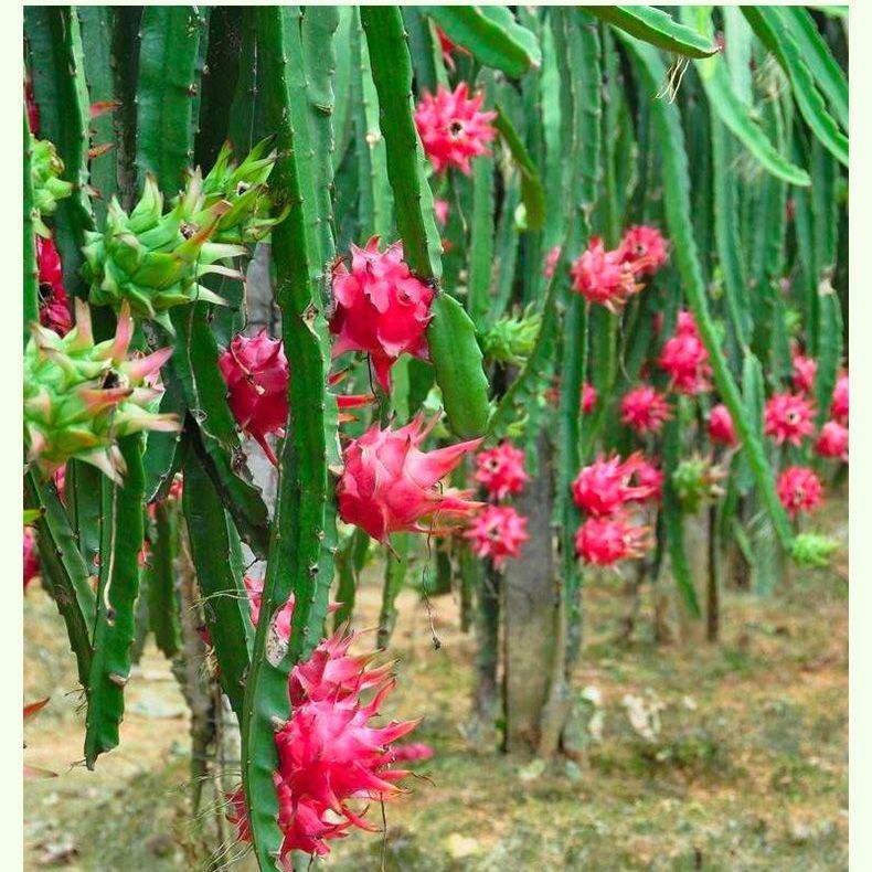 红心火龙果树苗盆栽地栽庭院种植四季可以开花结果红肉果苗