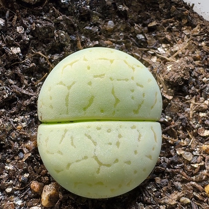 生石花1111111。   139