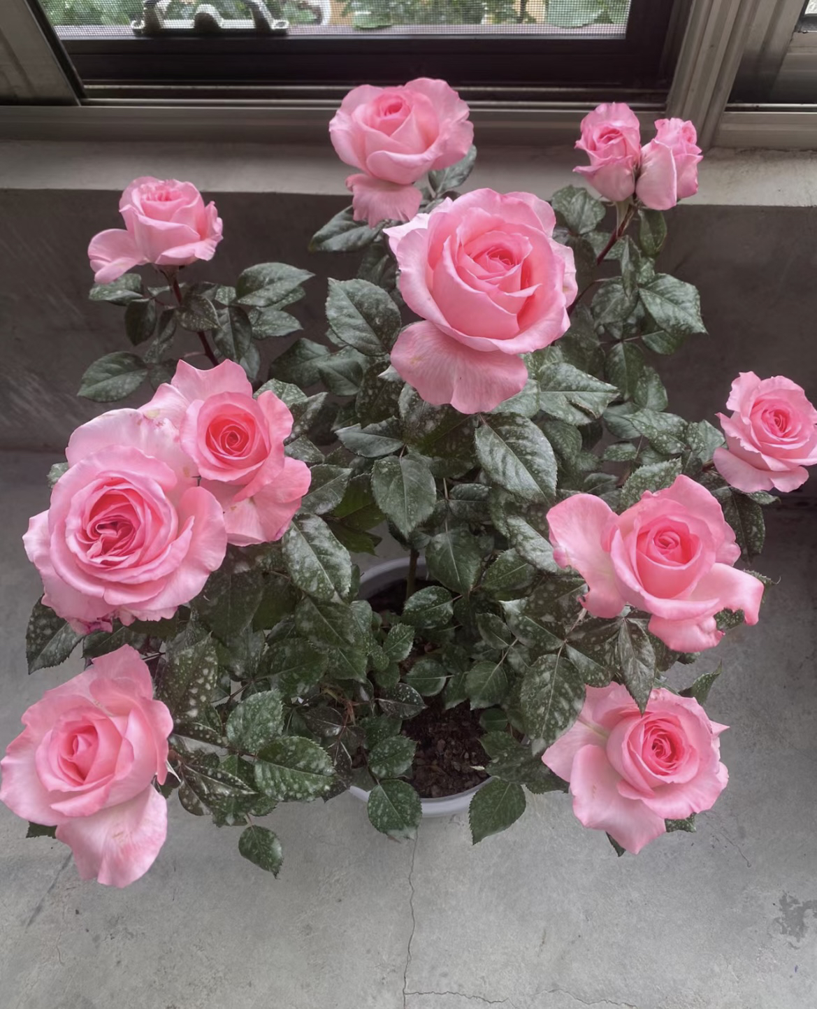 【新品法版花宫】盆栽戴尔巴德抗病大花浓香庭院阳台盆栽