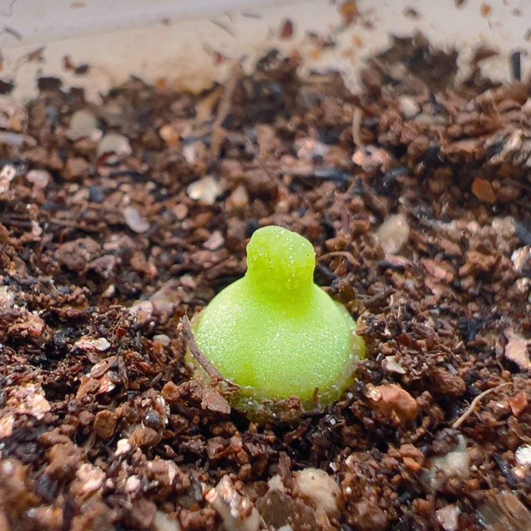 154多肉植物百科知识