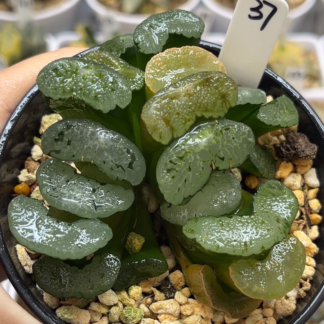 37伊so玉扇群福利专场