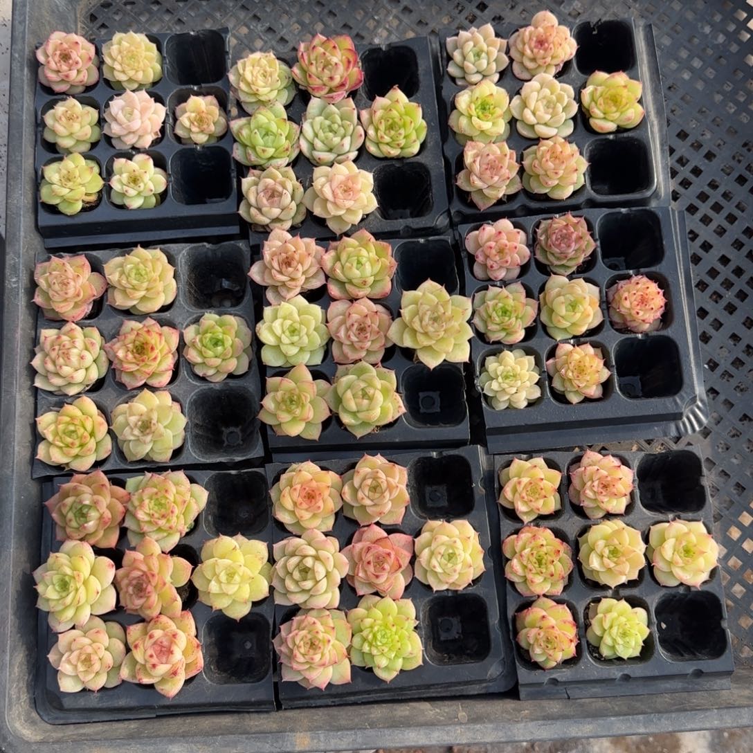 多个体拼盘神器7颗