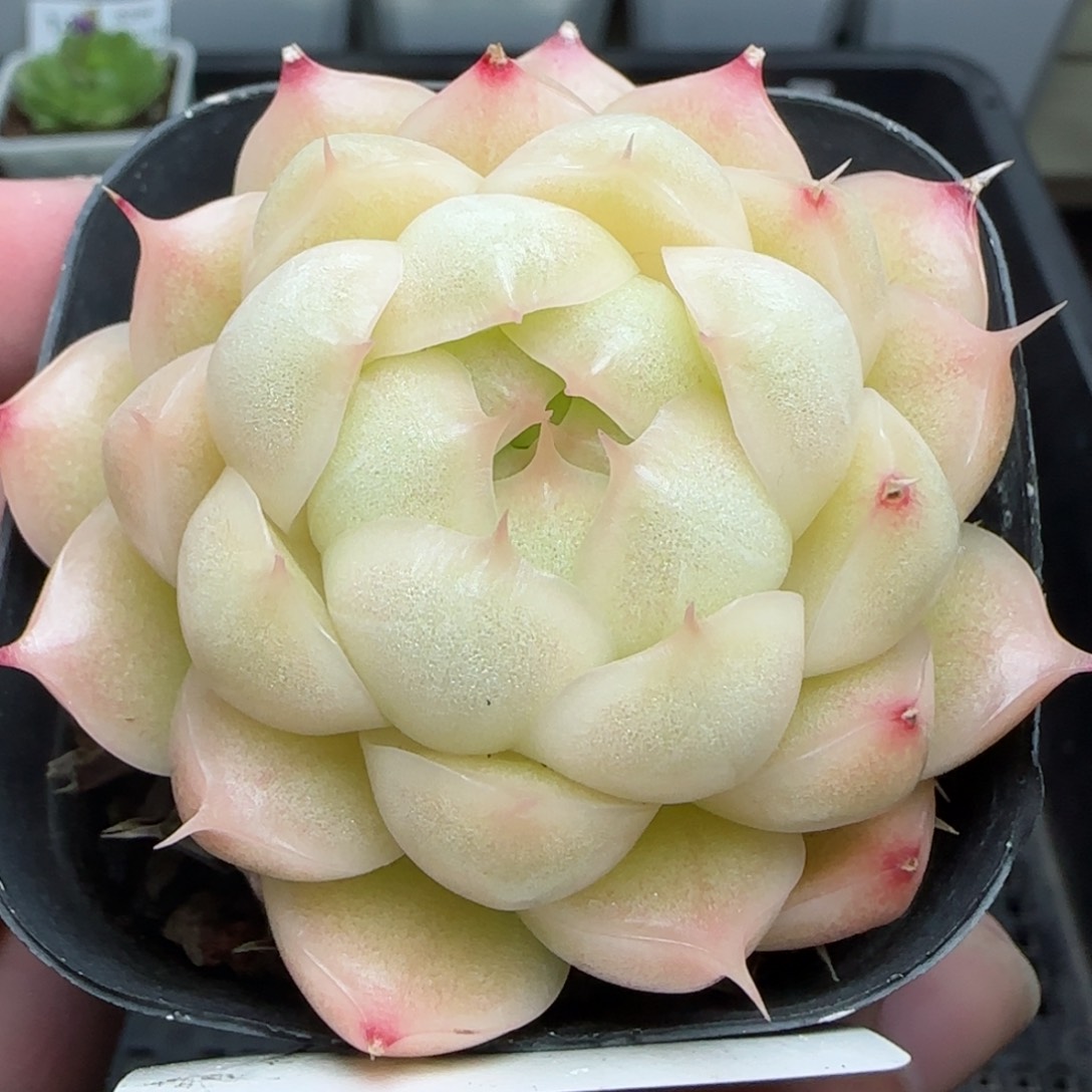 0123-148麦秆包子