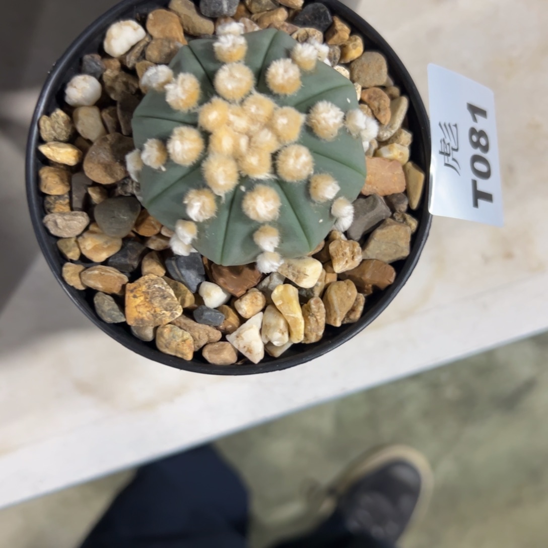 乌***雪T080号兜仙人球多肉