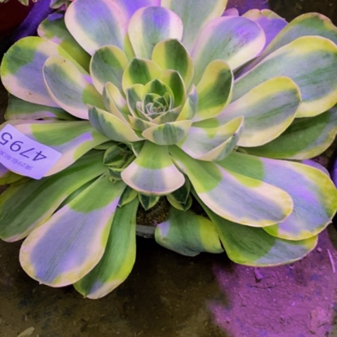 香炉盘锦多肉植物4795