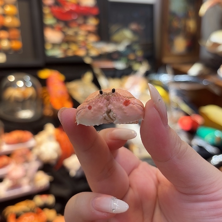 真实小逍遥馒头蟹标本