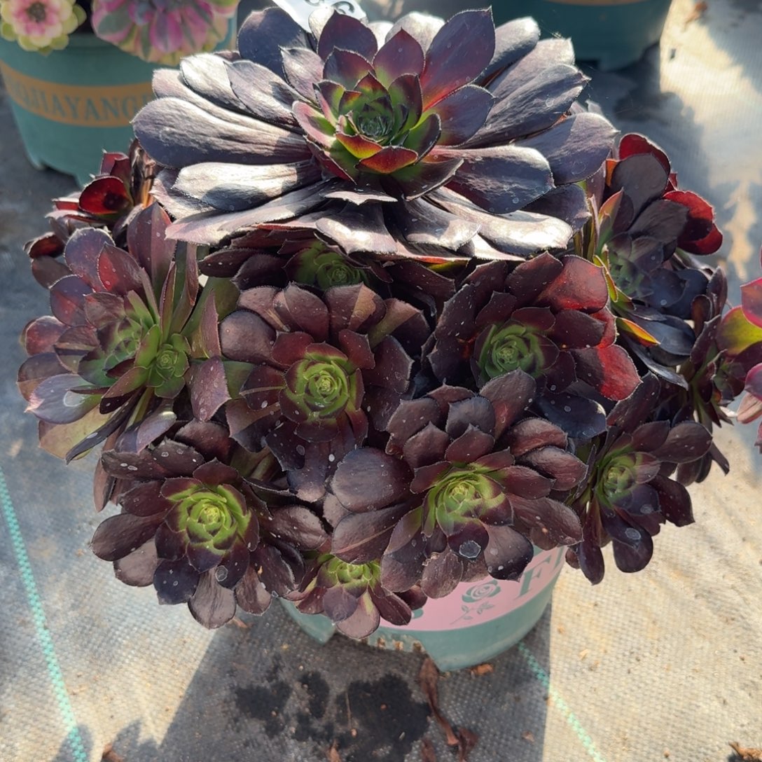 836黑骑士多肉植物福利