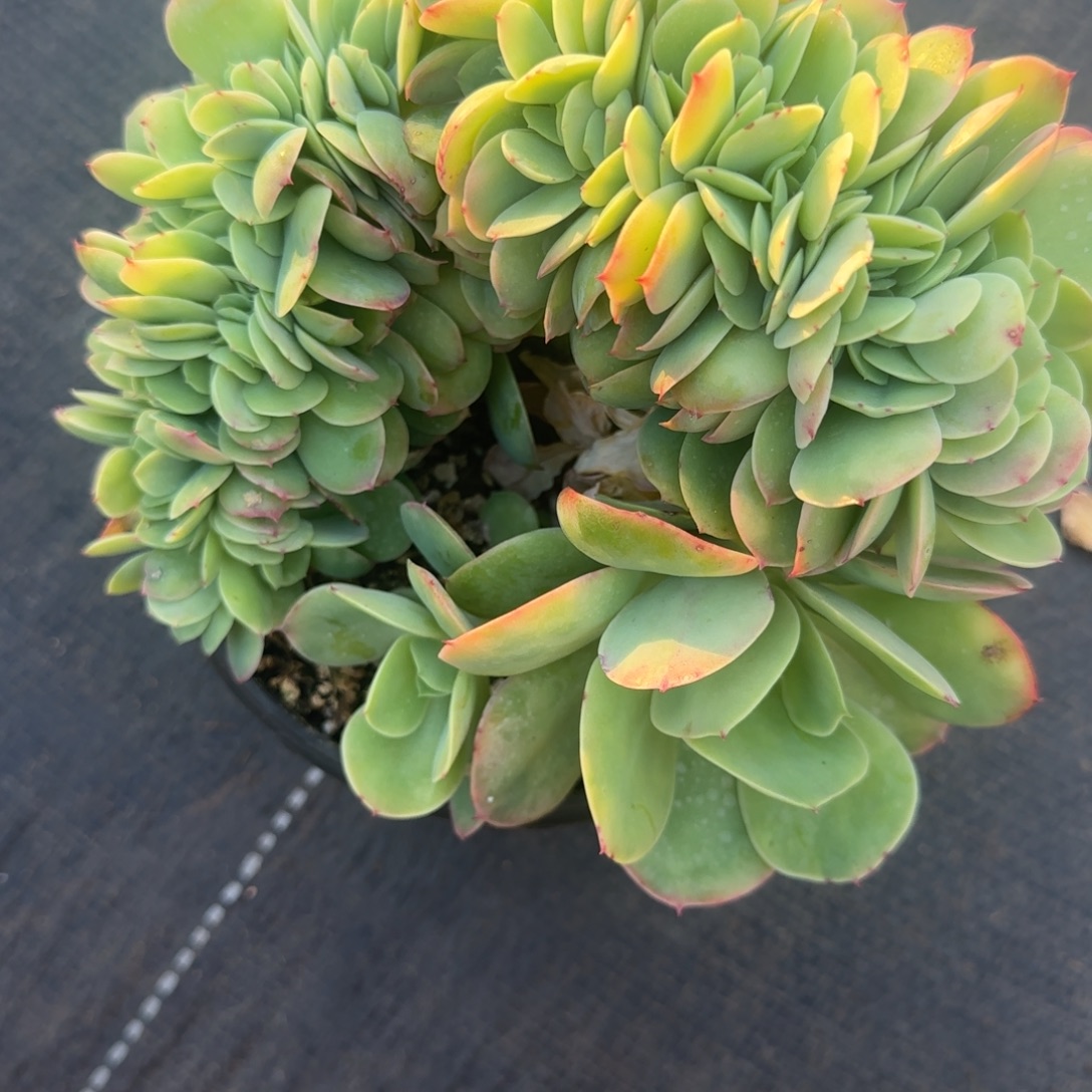 多肉植物一物一拍