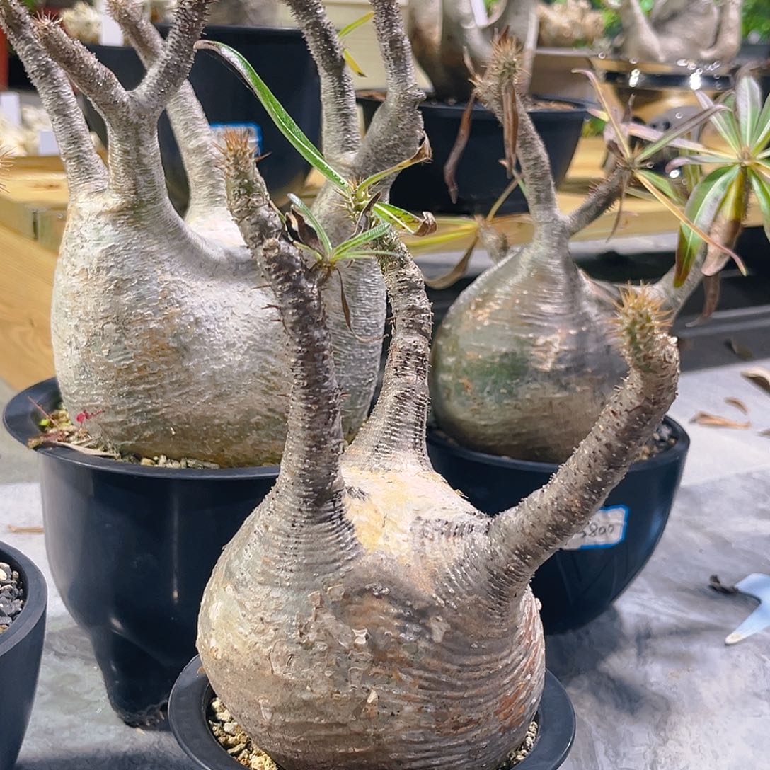 圆胖平台象牙宫，潮流植物