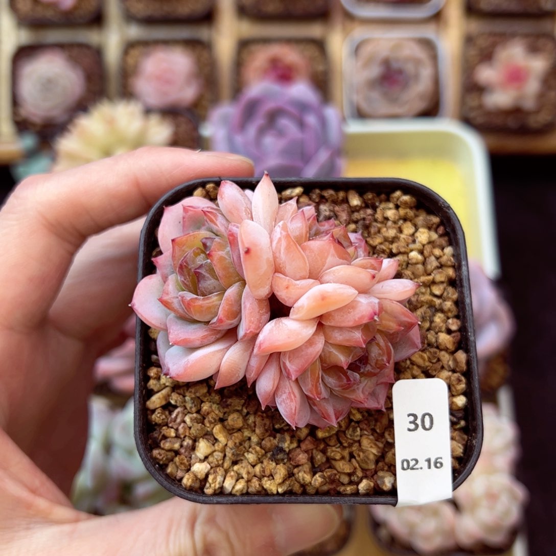 冰魄30、哈哈哈哈