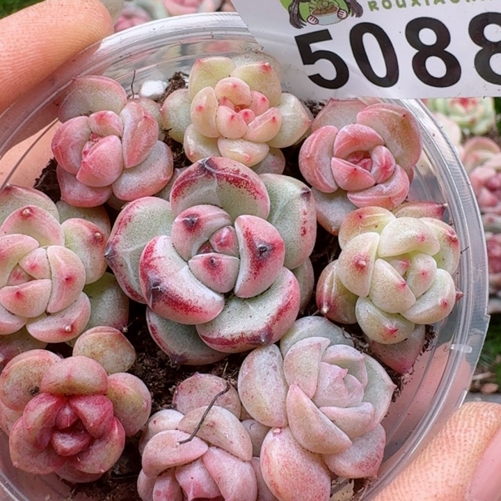 多肉植物多肉植物