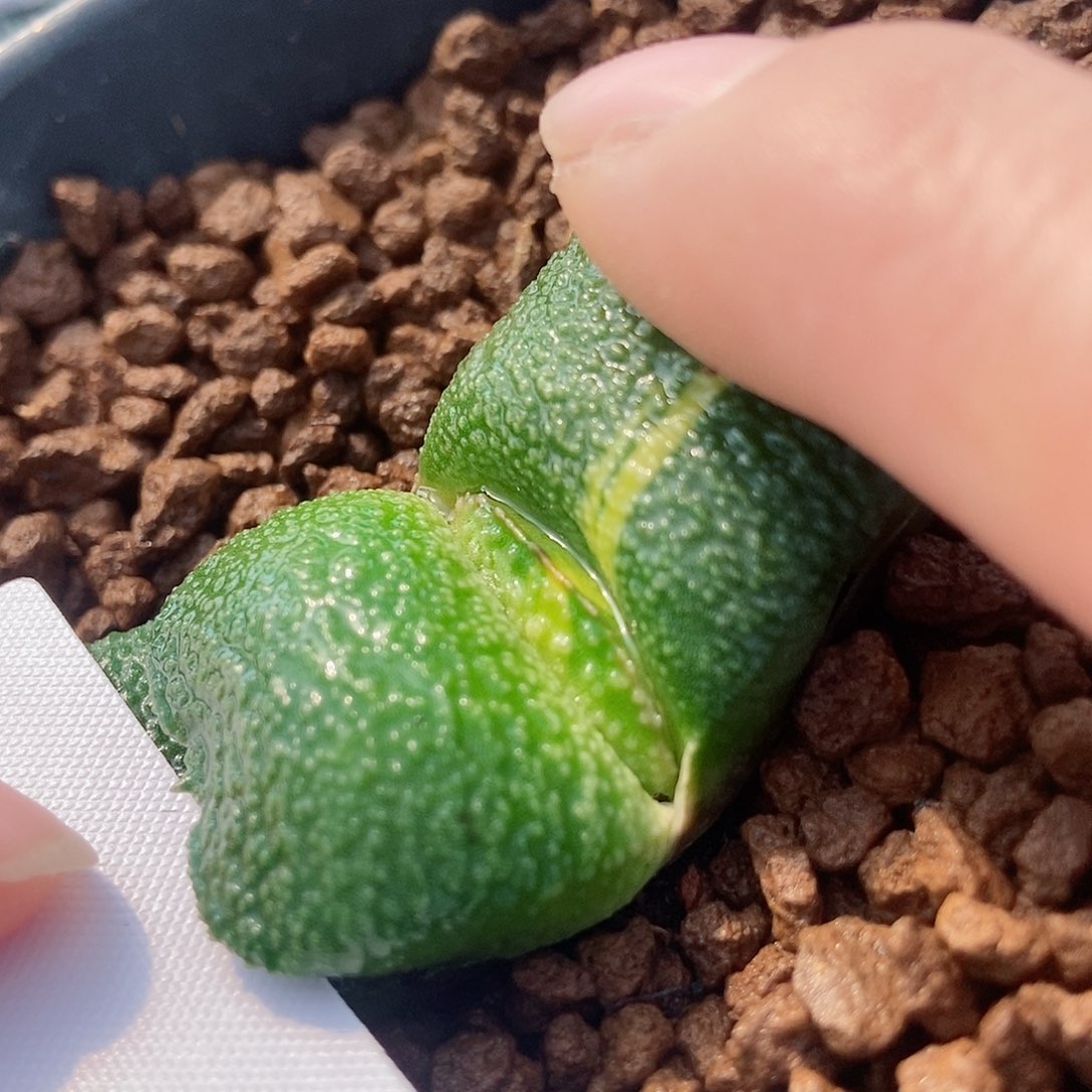 683军配卧牛实生锦带盆发货颗粒真好