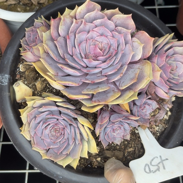 两单包邮，一物一拍50子姬