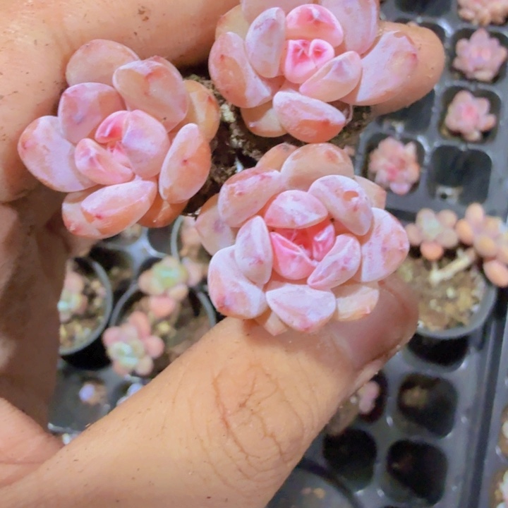 樱花珍妮五颗一组