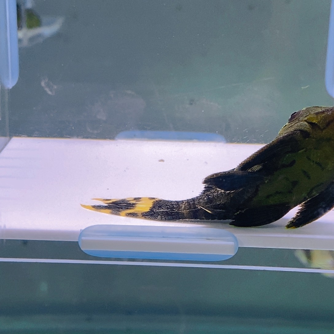 清道夫鱼哥绿25号