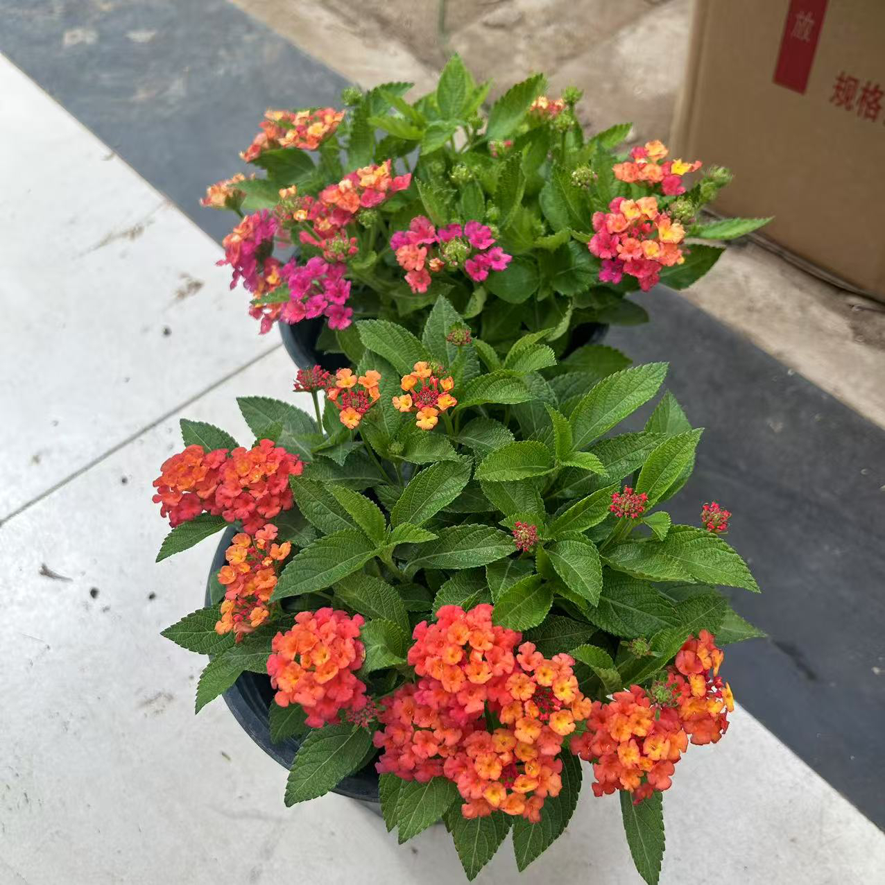 五色梅盆栽易活四季开花耐热耐晒植物