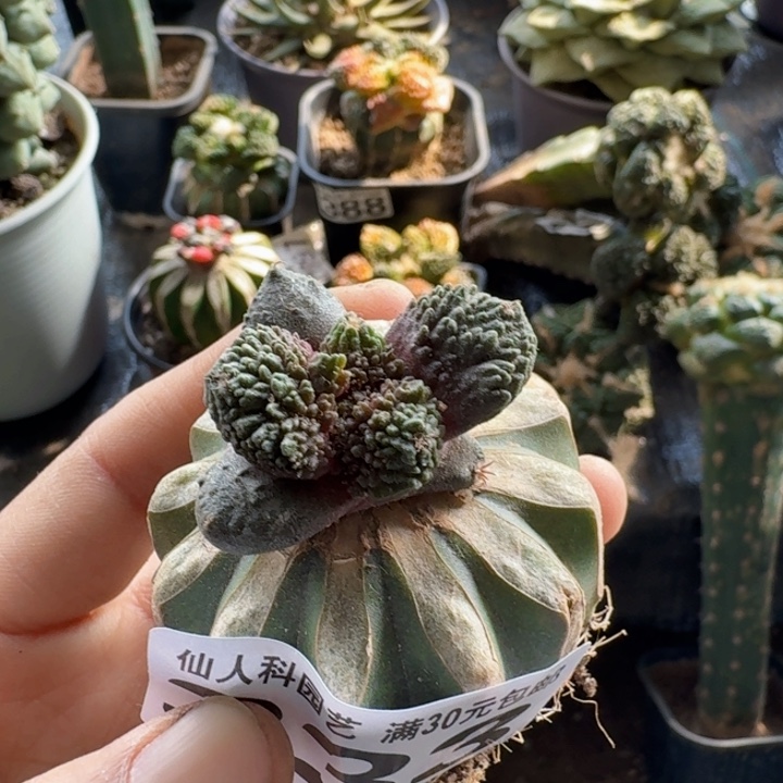 333大尤哥斯拉苗仙人球