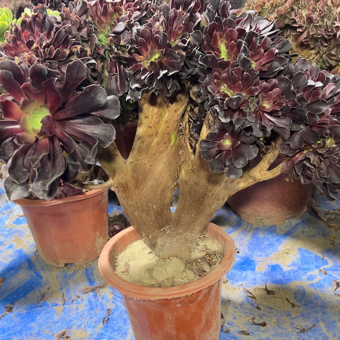 多肉植物欧子缀花316